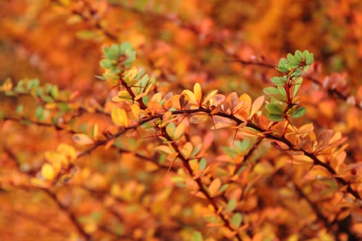 autumnal leaves as very nice natural background