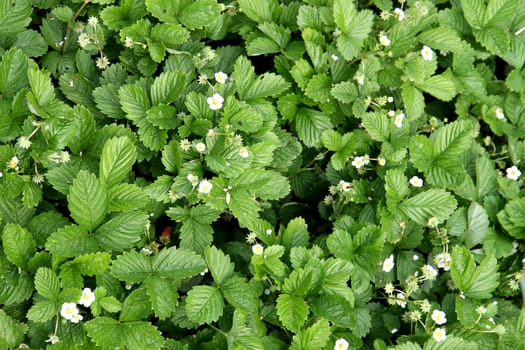 strawberries plants in the green color as natural background