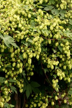 Pile of green hop cones as nice natural background