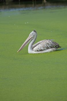Brown pelican swimming in a lake herd