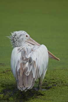 Brown pelican swimming in a lake herd