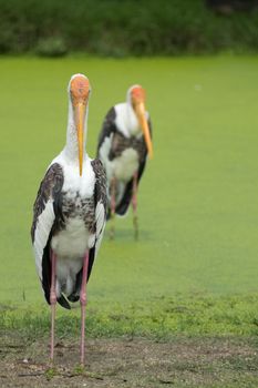 Brown pelican swimming in a lake herd