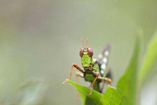 The green grasshopper perched on a green leaf