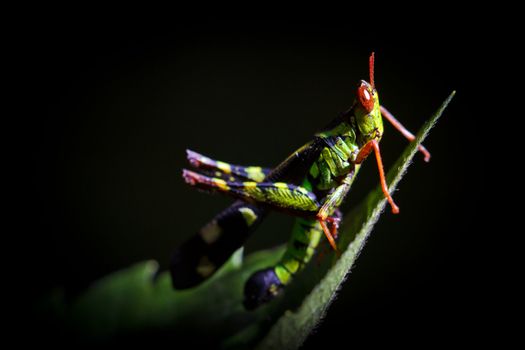 The green grasshopper perched on a green leaf