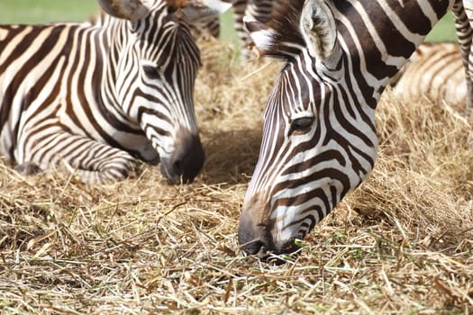 Zebra herd was eating grass in dry and comfortable.