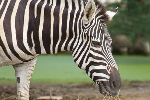 Zebra herd was eating grass in dry and comfortable.