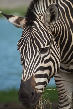 Zebra herd was eating grass in dry and comfortable.
