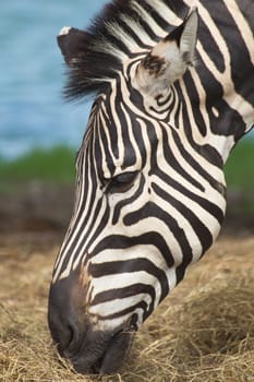 Zebra herd was eating grass in dry and comfortable.