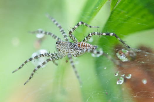 The spider close up in the wild