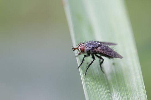 Flies are creatures of ugly and dirty