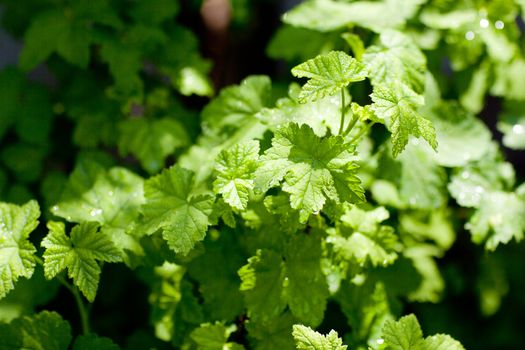 background of green carrant leaves