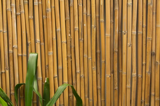 Designs made ������out of bamboo backdrop