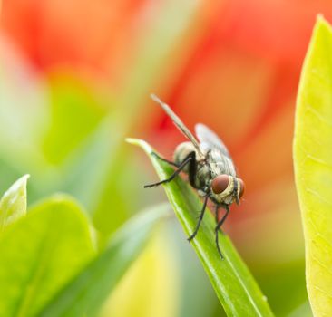Fly perched on top of the leaves