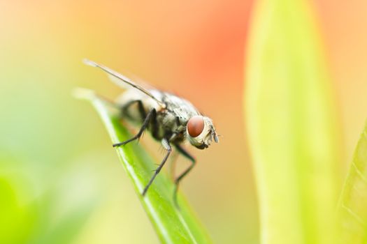 Fly perched on top of the leaves