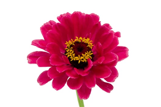 red pink zinnia flower bloom closeup isolated on white background