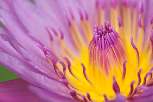 Beautiful blooming lotus patterns and bright colors