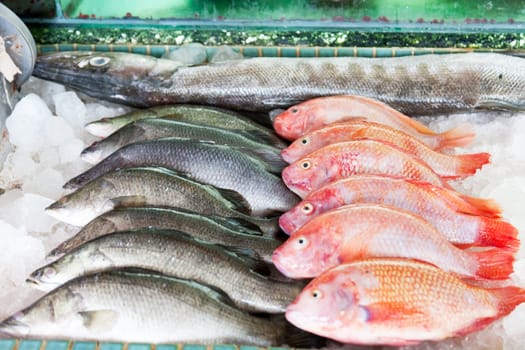Fresh-caught sea fish on a counter in the fish market