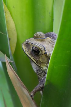 Brown toad perched on top of the leaves