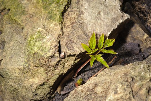 Newborn green single sapling growing in the crevice of a rock. Concept of new life.