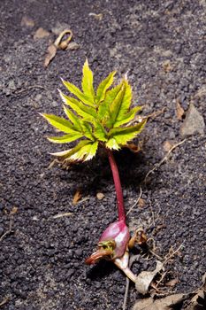 Newborn green single sapling. From ground. Concept of new life.