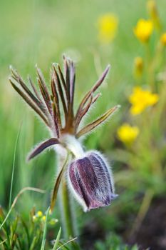 Spring flower. Violet pasque-flower on a meadow background.