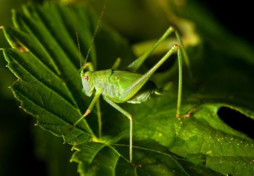 grasshopper hiding in the green foliage. closeup.