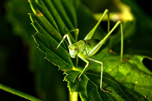 grasshopper hiding in the green foliage. closeup.