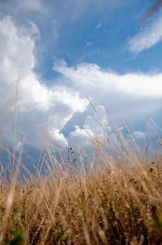 golden autumn grass, blue sky and white clouds.