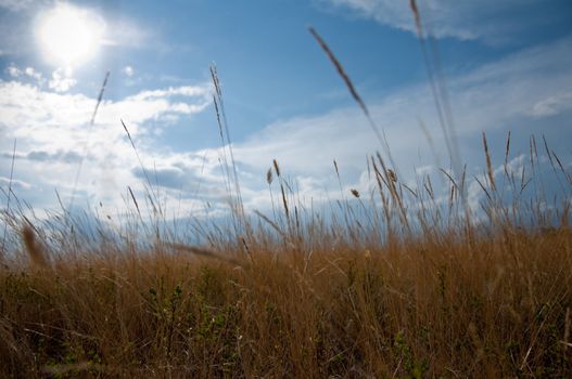 golden autumn grass, blue sky, sun and white clouds.