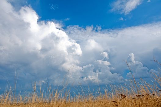 golden autumn grass, blue sky and white clouds.