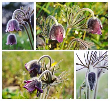 Spring flowers, Pulsatilla patens. Collage.