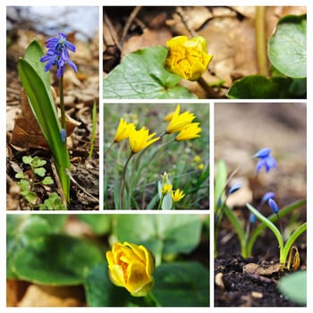 Spring flowers.  Concept of new life. Collage.