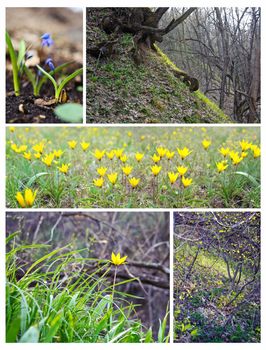 Spring. Grass, new leaf and flowers. Collage.