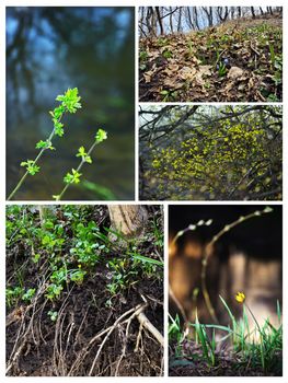 Young, fresh grass, flowers and foliage in the forest. Spring, nature wakes up. Collage.