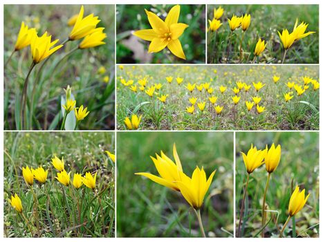 Yellow wild tulips on a spring meadow. Collage. Nature wakes up. 