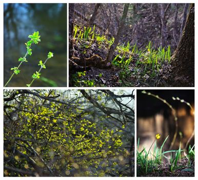 Young, fresh grass, flowers and foliage in the forest. Spring, nature wakes up. Collage.