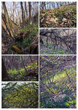 Young, fresh grass, flowers and foliage in the forest. Spring, nature wakes up. Collage.