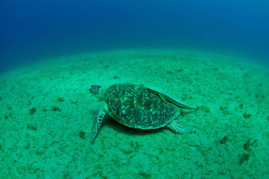 sea green turtle a underwater view. red sea, egypt.