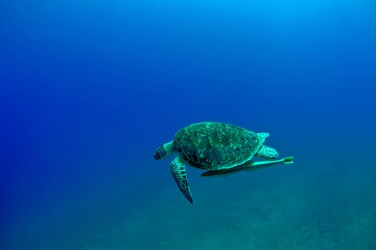 sea green turtle a underwater view. red sea, egypt.