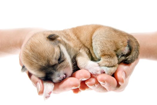 Hands holding brown puppy, 10 days age, isolated on white background.