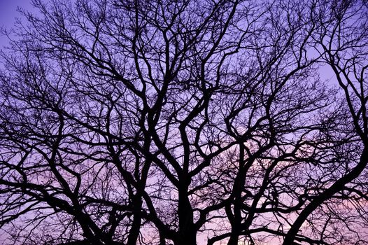 Sunset with silhouette of leaf-less tree. Branch pattern.