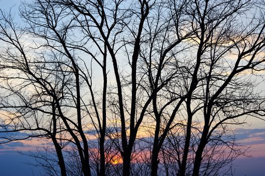 Sunset with silhouette of leaf-less tree.