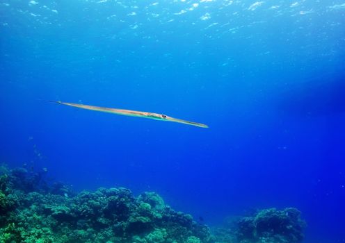  needlefish cruising through blue water. Wildlife of Red Sea, Egypt