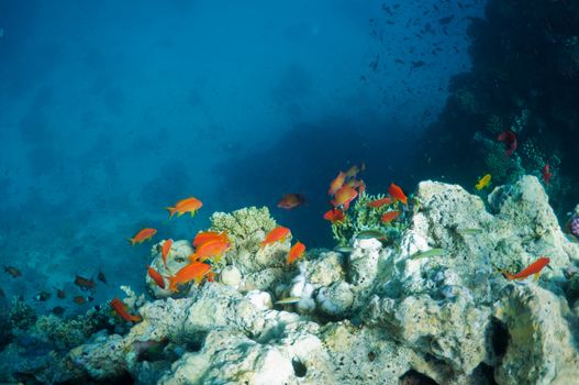coral reef and red tropical fish, underwater landscape. wildlife in Red Sea.