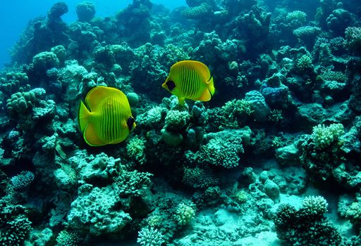 Masked butterflyfish (chaetodon larvatus) taken in the Red Sea.