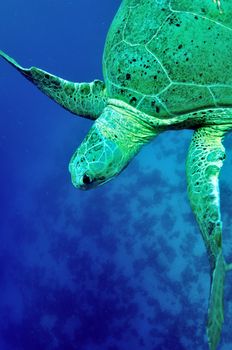 Green Sea Turtle cruising through blue water.  (Chelonia mydas) 