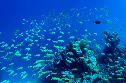 Shoal of fish on background of coral and blue water. wildlife in Red Sea