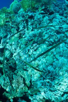 shoals of needlefish on coral reef  background . Wildlife of Red Sea, Egypt