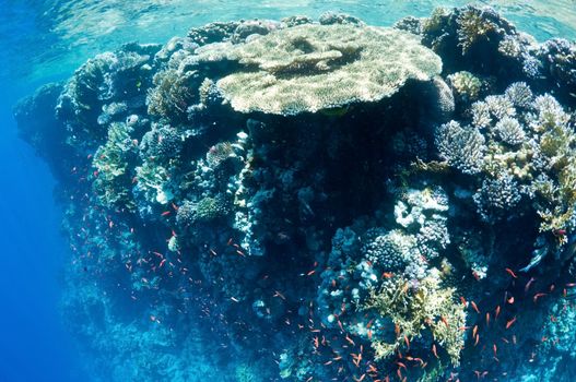 coral reef, an underwater landscape. Wildlife of the Red Sea.