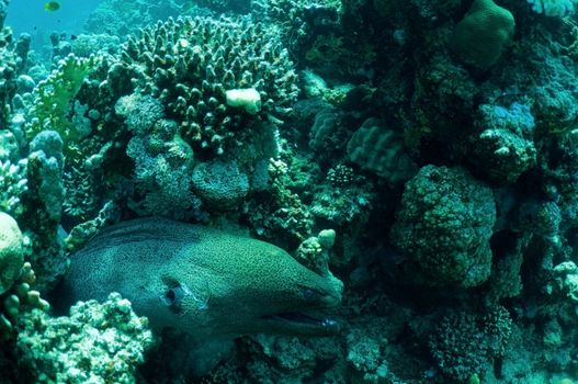 Morey eel in coral reef. wildlife in Red sea.